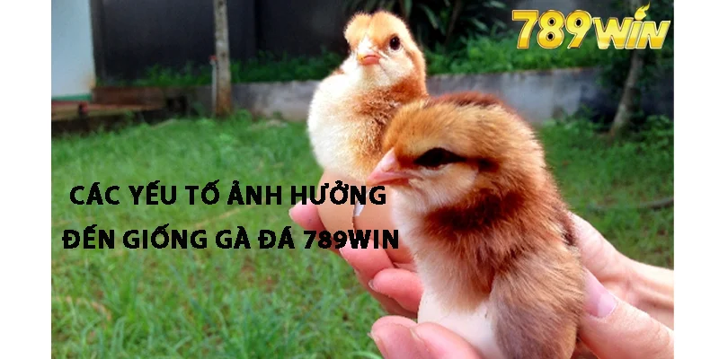 Các Yếu Tố Ảnh Hưởng Đến Giống Gà 789win