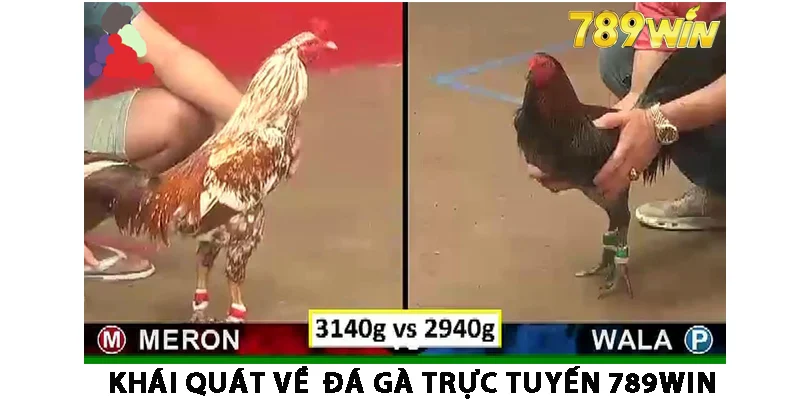 Khái quát về đá gà trực tuyến 789win